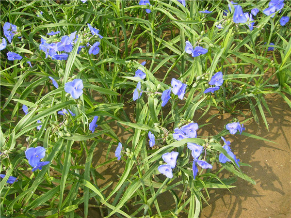 土壤养分速测仪在测土施肥中的作用