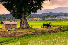 土壤养分速测仪为植物生长提供全程解决方案