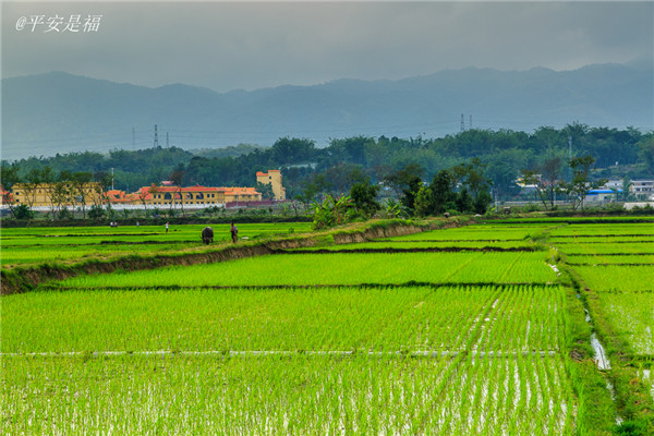 土壤水分速测仪调节土壤水分的方法？