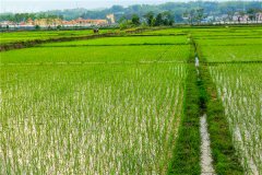 土壤水分速测仪和土壤水分传感器的介绍