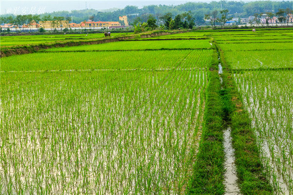 土壤水分速测仪和土壤水分传感器的介绍
