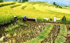 管式球盟会官网网页版提升粮食作物的达标率