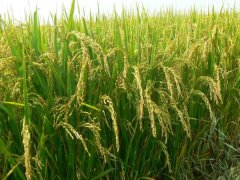 土壤墒情监测系统是如何运行的？