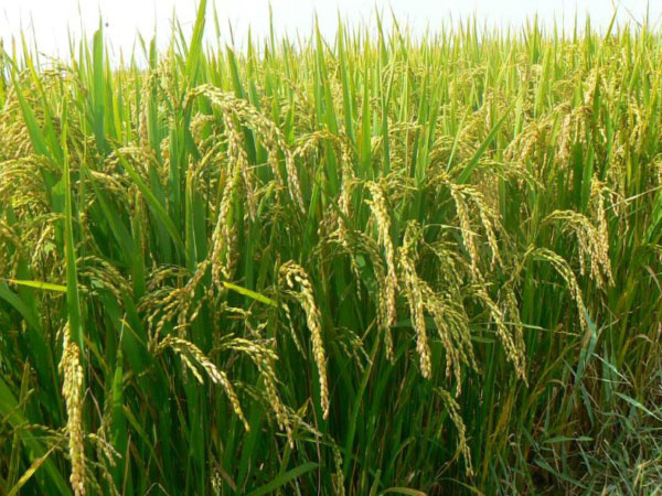 土壤墒情监测系统是如何运行的？