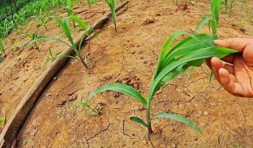 土壤墒情远程监控系统在旱情分析中的应用