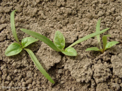 土壤墒情监测系统为种植提供参考数据